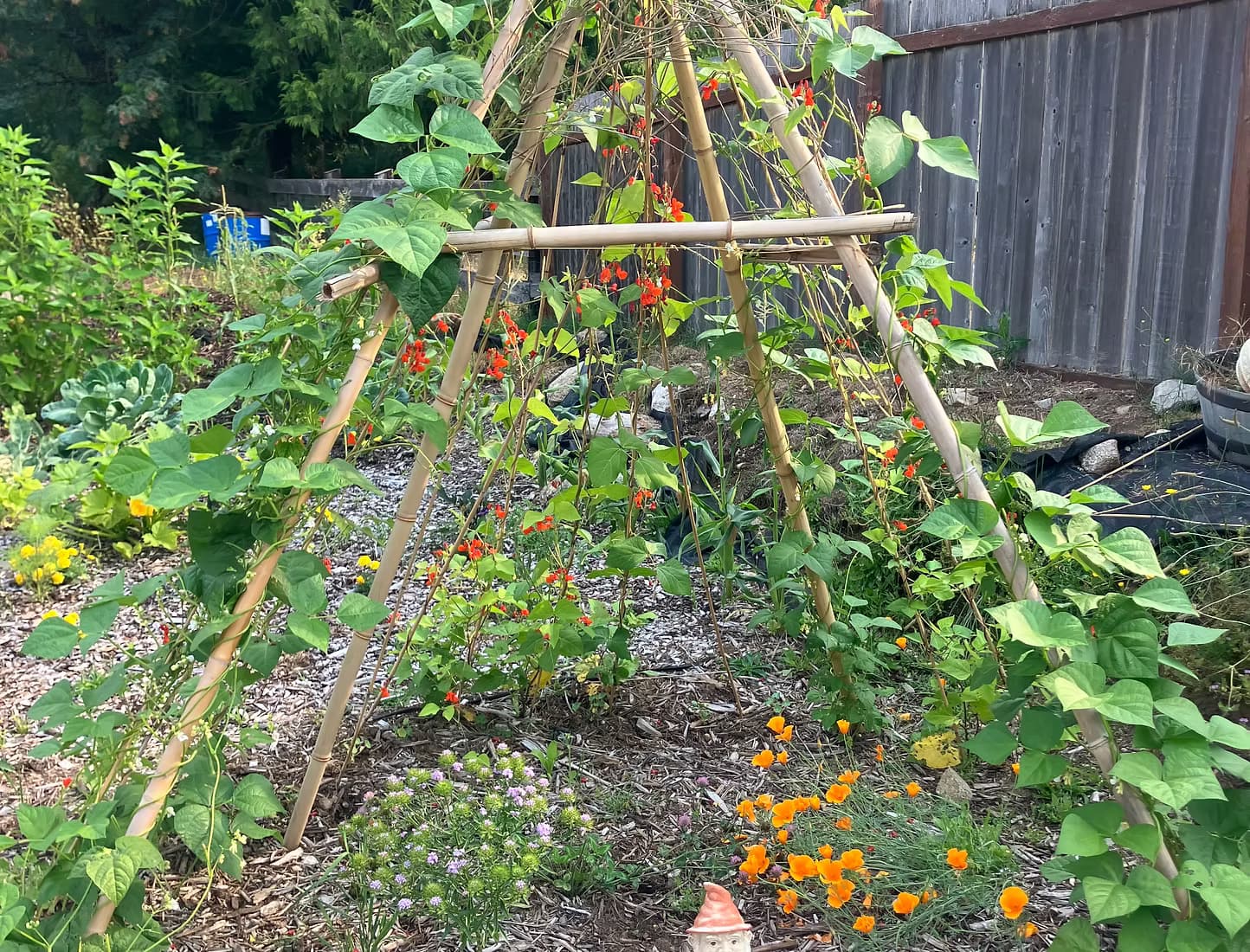 Permaculture and Edible Landscapes project photo 4